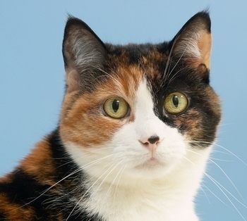 The 5 Stupidest Ways People Try To Look Smart Cracked Com