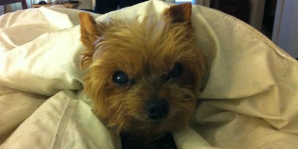 6 Stupid Things Pet Owners Need to Stop Doing Now