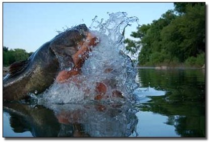 6 Elaborate Forms of Suicide Passed Off as Extreme Sports