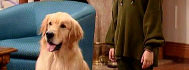 7 Celebrity Animals: Where Are They Now? (A Drunk Column)