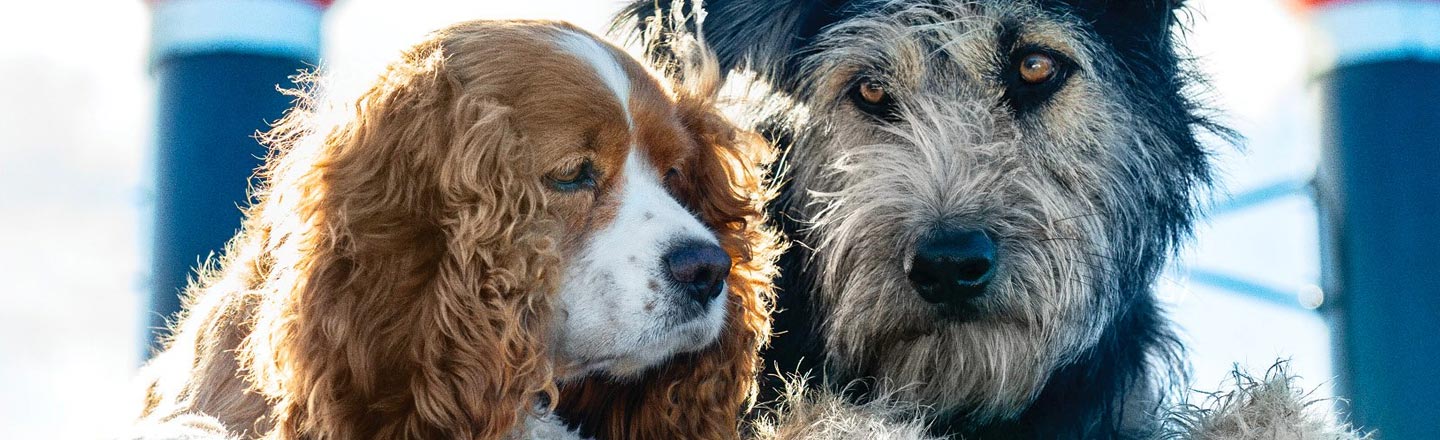 Disney's New 'Lady And The Tramp' Stars An Actual Tramp