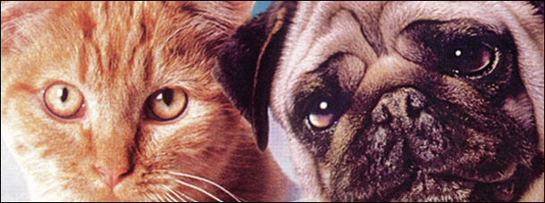 7 Celebrity Animals: Where Are They Now? (A Drunk Column)