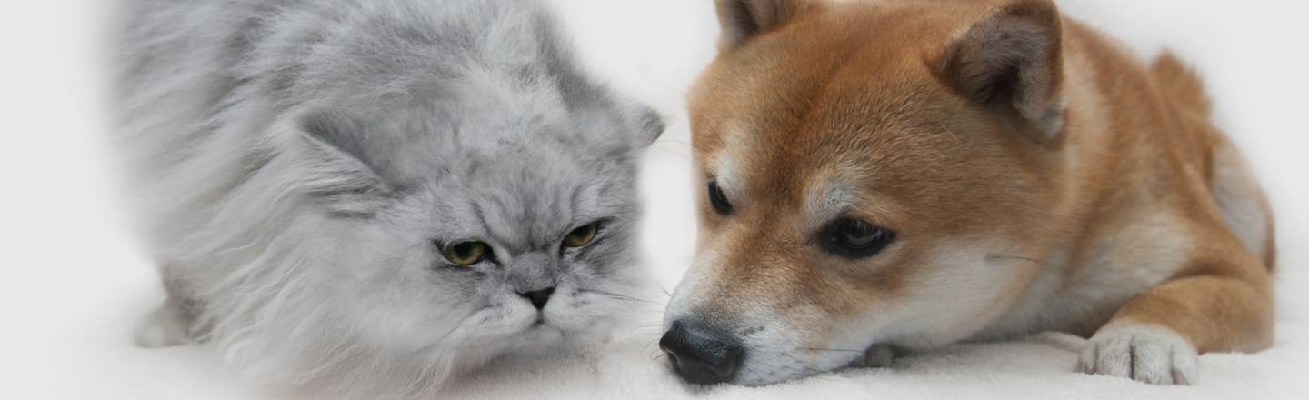 The Definitive Reason Cats Are Better Than Dogs