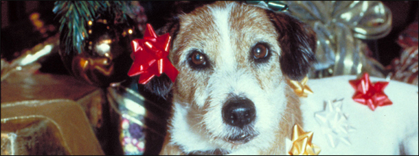 7 Celebrity Animals: Where Are They Now? (A Drunk Column)