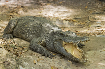 5 Creepy Things You Won't Believe Animals Are Learning to Do