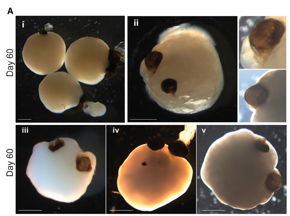 eye organoids