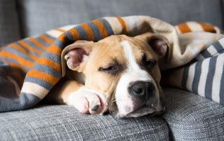 An Old Dog (Maybe) Has "Weak Positive" Coronavirus