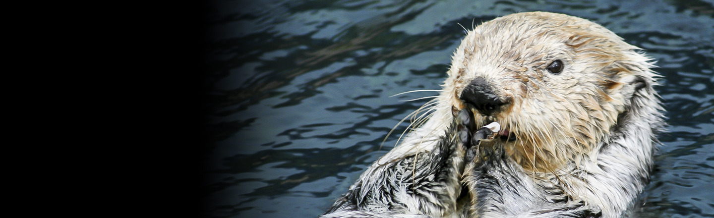 5 Adorable Animals Who Are the Biggest Assholes on Earth