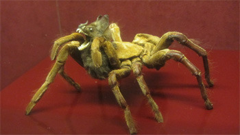 5 Real Museums Scarier Than Any Haunted House