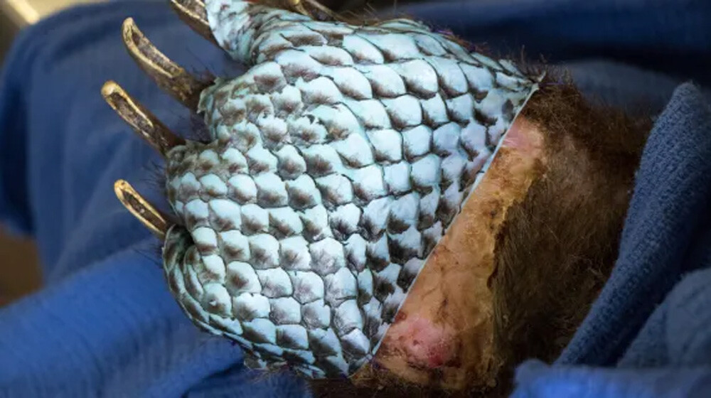 tilapia bandage