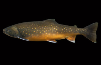 5 Creepy Things You Won't Believe Animals Are Learning to Do