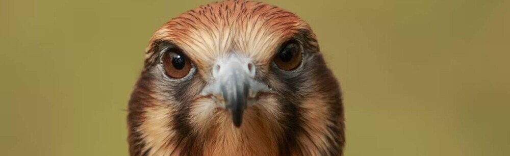 Australian Birds Are Arsonists Now