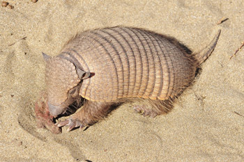 5 Creepy Things You Won't Believe Animals Are Learning to Do