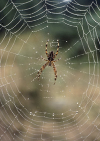 5 Creepy Things You Won't Believe Animals Are Learning to Do