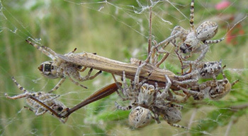 5 Creepy Things You Won't Believe Animals Are Learning to Do