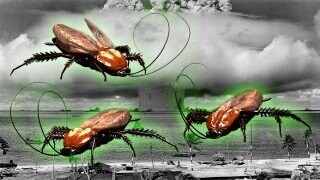 Everything That Isn’t A Cockroach That Can Also Survive A Nuclear Bomb