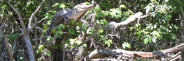 5 Creepy Things You Won't Believe Animals Are Learning to Do