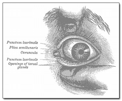 The 5 Strangest Things Evolution Left In Your Body