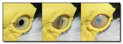 The 5 Strangest Things Evolution Left In Your Body