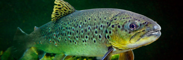 5 Creepy Things You Won't Believe Animals Are Learning to Do