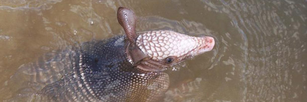 5 Creepy Things You Won't Believe Animals Are Learning to Do