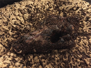 5 Real Museums Scarier Than Any Haunted House