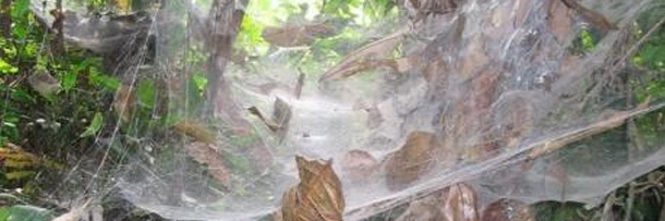 5 Creepy Things You Won't Believe Animals Are Learning to Do