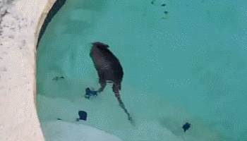 5 Creepy Things You Won't Believe Animals Are Learning to Do