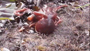 5 Creepy Things You Won't Believe Animals Are Learning to Do