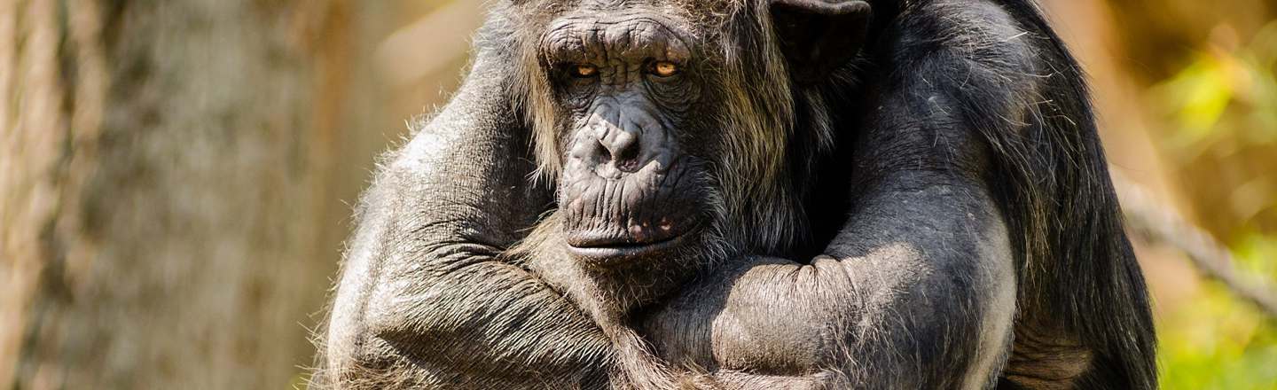 5 Common Disorders That Turn Cute Animals Into Nightmares
