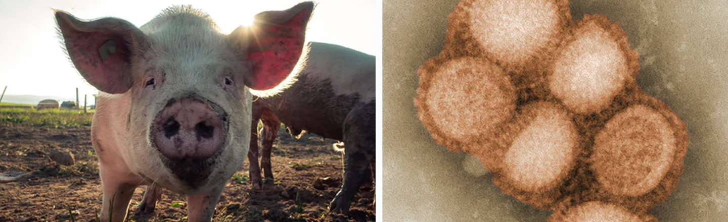 Calm Down About The New Swine Flu (But Don’t Totally Ignore It)