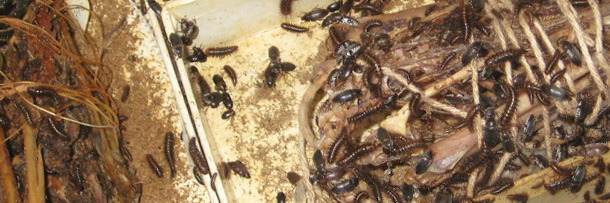 5 Real Museums Scarier Than Any Haunted House