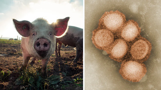 Calm Down About The New Swine Flu (But Don’t Totally Ignore It)