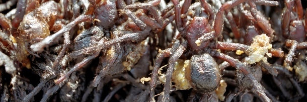 5 Foreign Dishes We Desperately Need In Our Food Culture