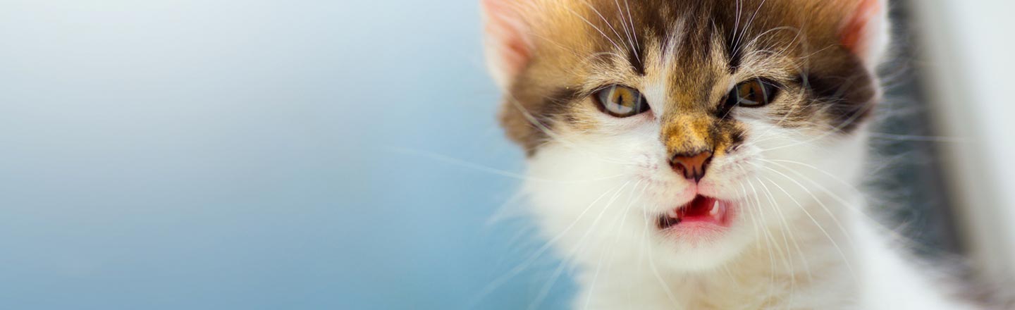 Cat Bombs: Maybe The Dumbest Idea Of The Middle Ages?