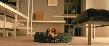 Buckley the beagle