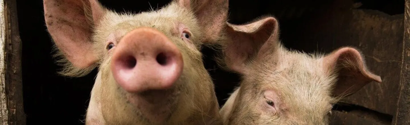 5 Pig Facts That Prove They'll Rule The Earth Someday
