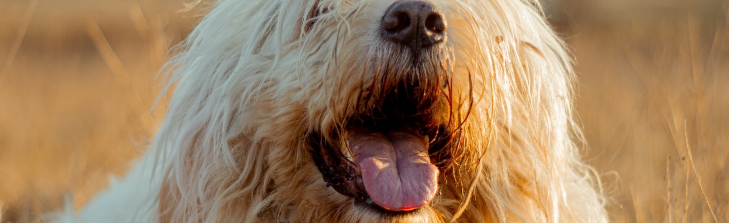 Dogs Laugh -- And Do For The Same Reasons We Do