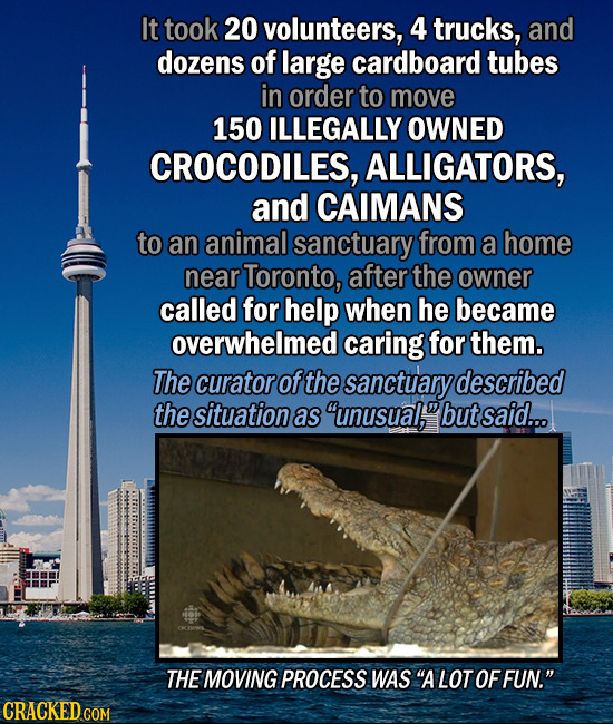 It took 20 volunteers, 4 trucks, and dozens of large cardboard tubes in order to move 150 ILLEGALLY OWNED CROCODILES, ALLIGATORS, and CAIMANS to an an