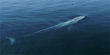 5 Hilarious Ways Drones Are Doing Good (Seriously)