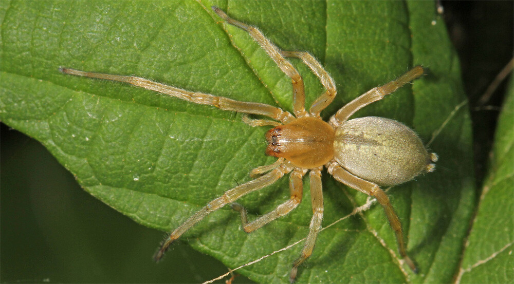 Long-legged Sac Spider