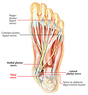 Proper plantar digital perves Comnmon plantar digital nenves Medial plantar nerve Lateral plantar Tibial nerve nenve Nenve to abductor digiti minimi m