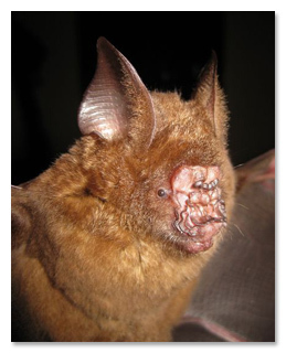 6 Terrifying Bats You Won T Believe Aren T Photoshopped Cracked Com