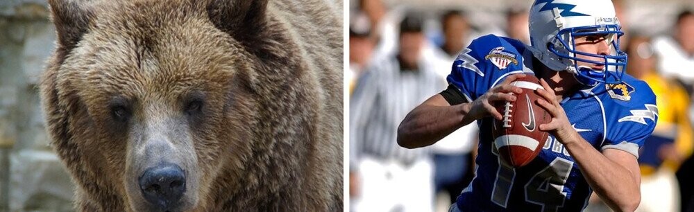 How High Would A Literal Bear Be Picked In The NFL Draft
