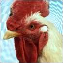 Cracked Round-Up: James Joyce Edition