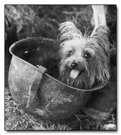 7 Dogs That Accomplished More Than We Ever Will