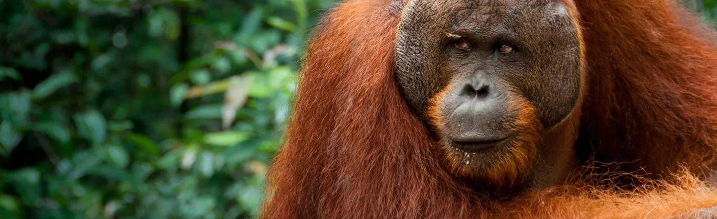 5 Painfully Accurate Human Behaviors In The Primate World