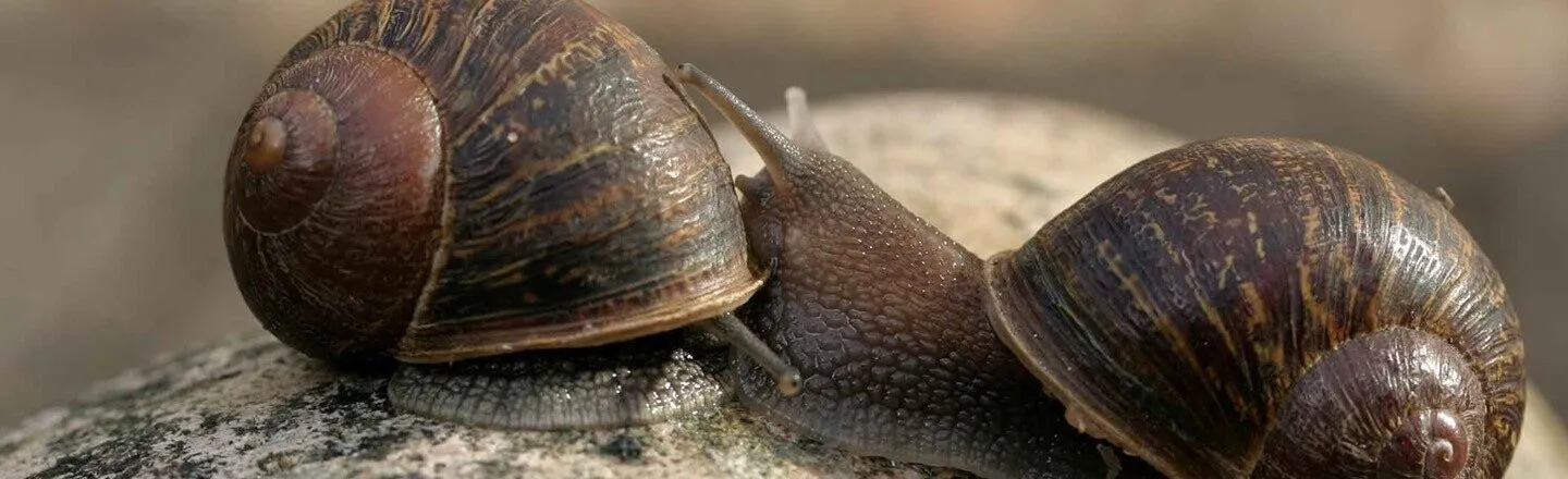 Scientists Tried And Failed To Get Jeremy The Snail Laid