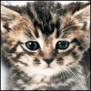 CRACKED ROUND-UP: Amateur Boxing Edition