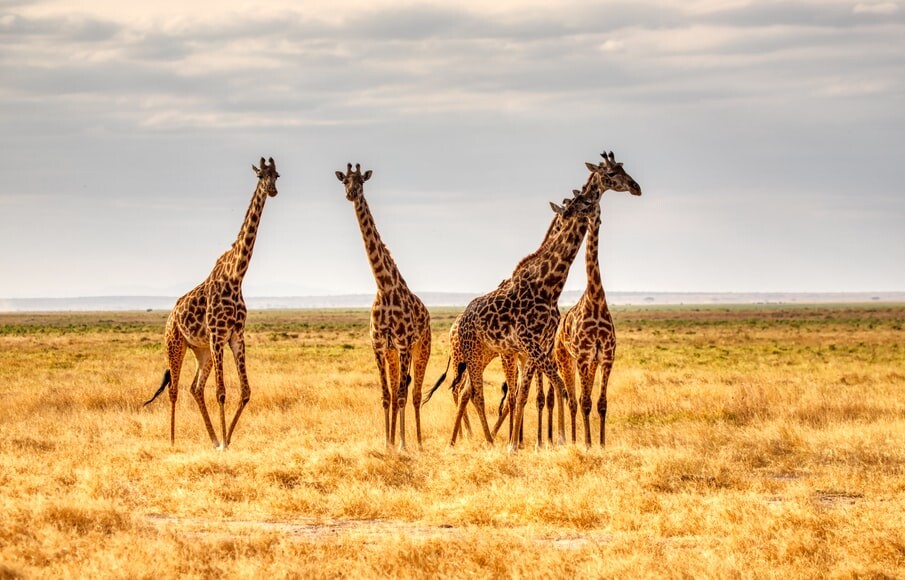 Herd of giraffes - How Cute Animal Pics Help Spread Online Misinformation